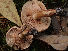 Tricholoma fulvum