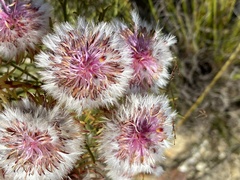 Serruria phylicoides