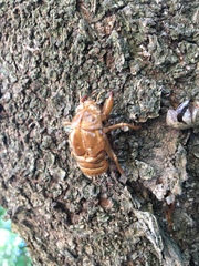 Graptopsaltria nigrofuscata