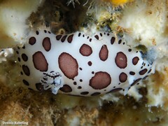 Peltodoris atromaculata