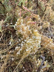 Cuscuta pacifica