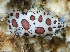 Peltodoris atromaculata