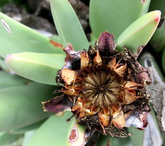 Machairophyllum albidum