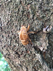 Graptopsaltria nigrofuscata