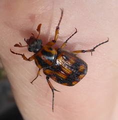 Stripsipher orientalis