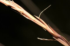 Schizachyrium tenerum