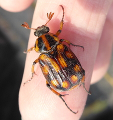 Stripsipher orientalis