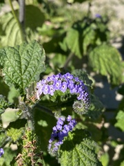 Heliotropium