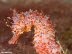 Hippocampus hippocampus