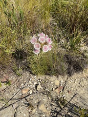 Serruria phylicoides