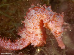 Hippocampus hippocampus