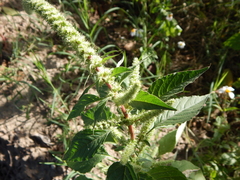 Amaranthus