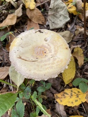 Amanita wellsii
