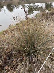 Juncus acutus