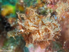 Hippocampus hippocampus