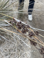 Juncus acutus