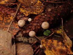 Mycena cinerella