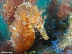 Hippocampus hippocampus