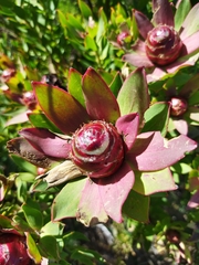 Leucadendron sessile