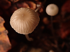 Mycena cinerella