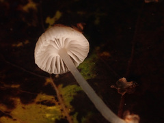 Mycena cinerella