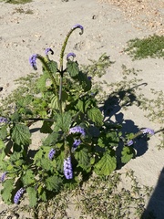 Heliotropium