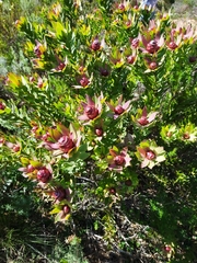 Leucadendron sessile