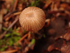 Mycena cinerella