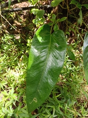 Anthurium dominicense