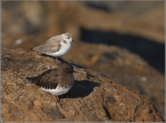Calidris alba