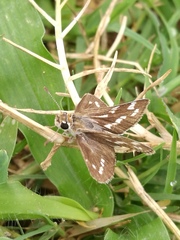 Taractrocera maevius