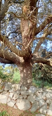 Quercus rotundifolia