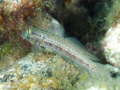 Gnatholepis thompsoni