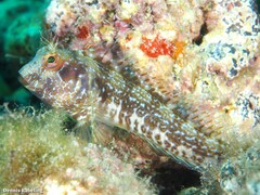 Parablennius goreensis