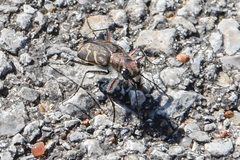 Cicindela tranquebarica