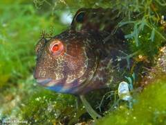 Parablennius pilicornis