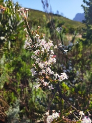 Struthiola myrsinites