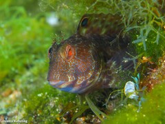 Parablennius pilicornis