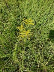Solidago tortifolia
