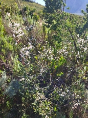 Struthiola myrsinites