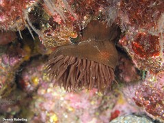 Actinia nigropunctata