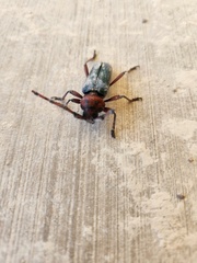 Stenaspis verticalis