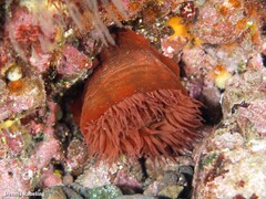 Actinia nigropunctata