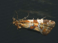 Aethes hartmanniana