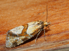 Aethes hartmanniana