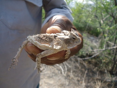 Phrynosoma taurus