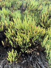 Arthroceras subterminale