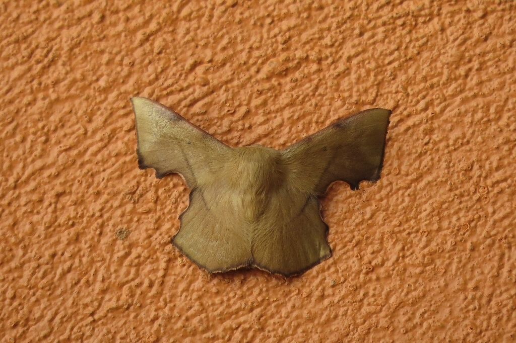 Trogoptera althora