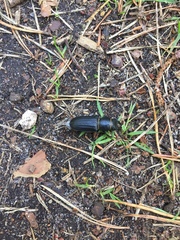 Spondylis buprestoides