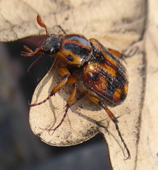 Stripsipher orientalis